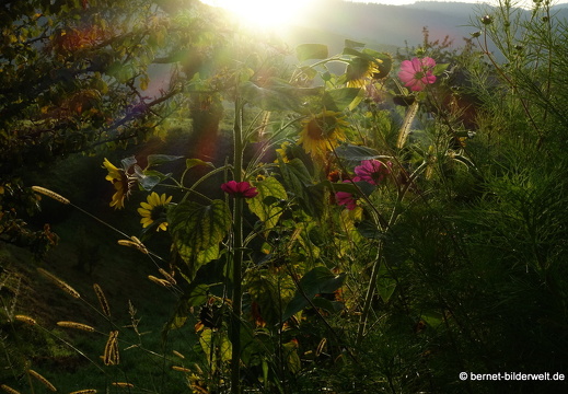 21-09-22-weinberge-sonnenaufgang-043