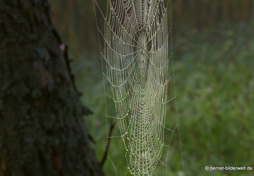 21-09-23-waldhaegenich-nebel-spinnennetz-008