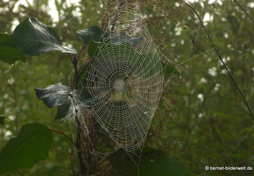 21-09-23-waldhaegenich-nebel-spinnennetz-001