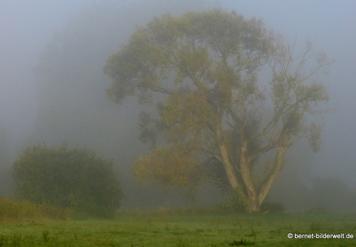 21-09-23-waldhaegenich-nebel-065