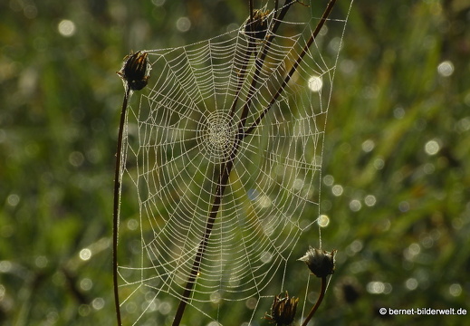 21-09-23-waldhaegenich-nebel-spinnennetz-029