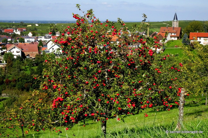 21-09-24-altschweier-herrenbergstrasse-apfelbaum-001.jpg