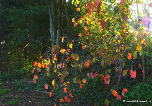 21-10-09-alte b3-fruehnebel-105