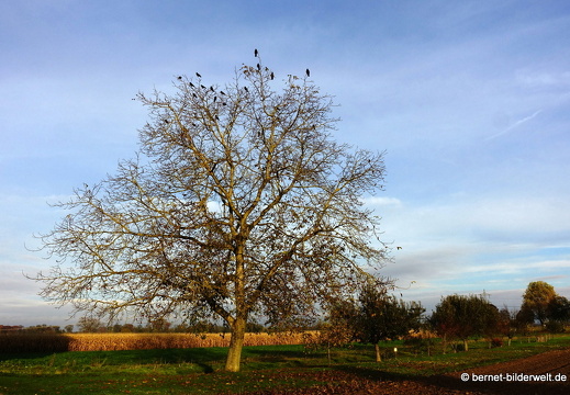 21-11-07-ottersweier-006