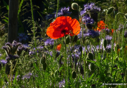 21-06-02-sankt edwins heimatgarten-011