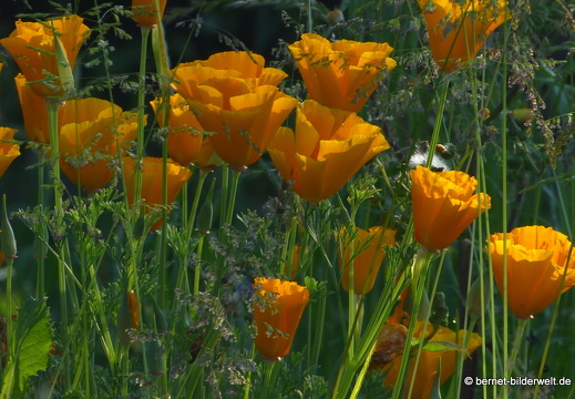 21-06-05-burgweg-kalifornischer mohn-002