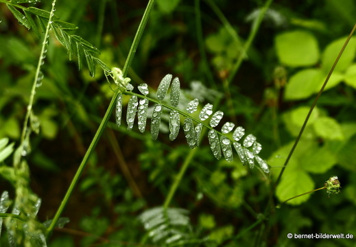 21-06-06-hugo-fischer-weg-nach dem regen-046