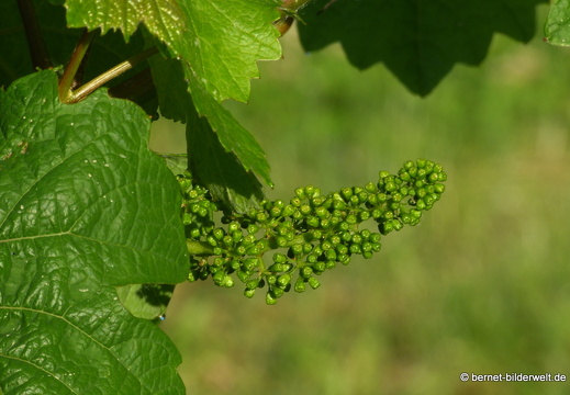 21-06-14-weinberge-weintrauben-