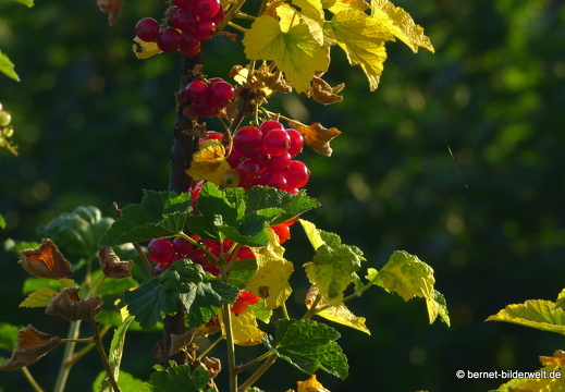 21-06-16-schillenbuehnweg-johannisbeeren-