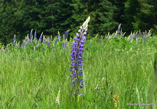 21-06-17-sand-lupinenfeld-an der b500-024