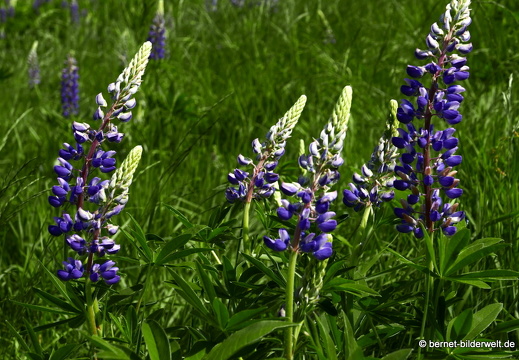 21-06-17-sand-lupinenfeld-an der b500-026