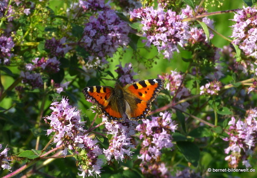 21-07-10-weinberge-sommerwiese-schmetterling-admiral-011