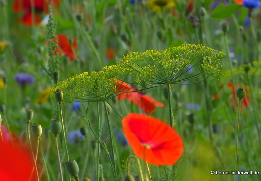 21-07-20-oberweier-sommerwiese am tabakschuppen-111