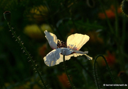 21-07-20-oberweier-sommerwiese am tabakschuppen-130