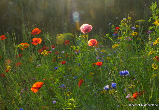 21-07-20-oberweier-sommerwiese am tabakschuppen-151