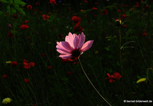 21-07-20-oberweier-sommerwiese am tabakschuppen-232
