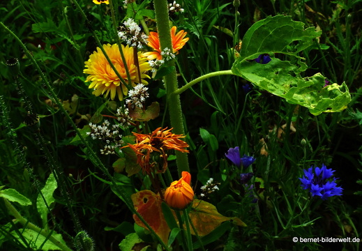 21-07-20-oberweier-sommerwiese am tabakschuppen-253