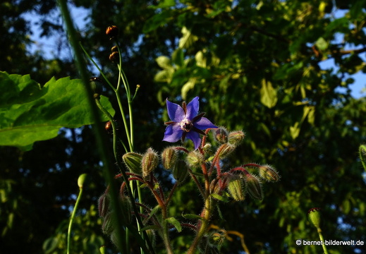 21-07-20-oberweier-sommerwiese am tabakschuppen-291