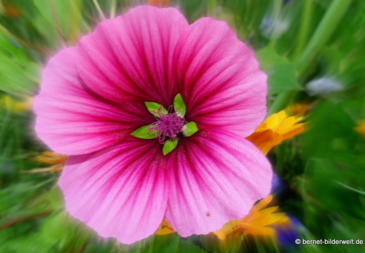 21-07-22-hohenau-sommerwiese-