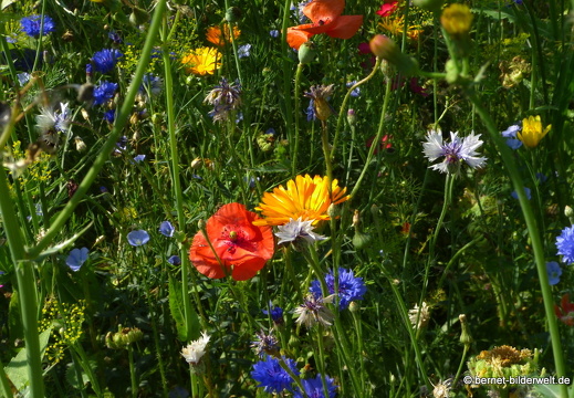 21-07-23-weinberge-hohenau-sommerwiese-