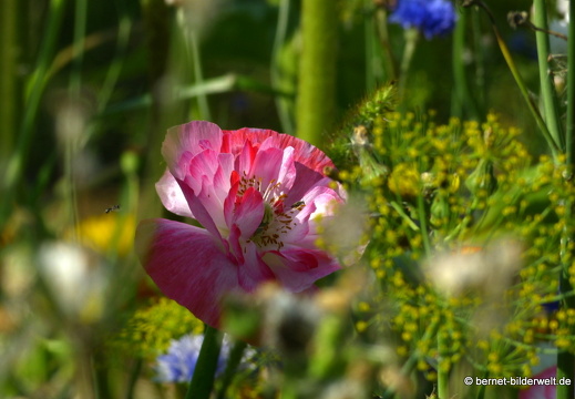 21-07-23-weinberge-hohenau-sommerwiese-025