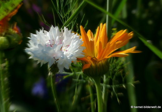 21-07-23-weinberge-hohenau-sommerwiese-030