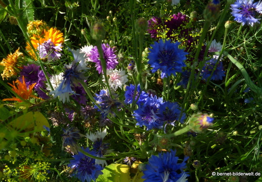 21-07-23-weinberge-hohenau-sommerwiese-044