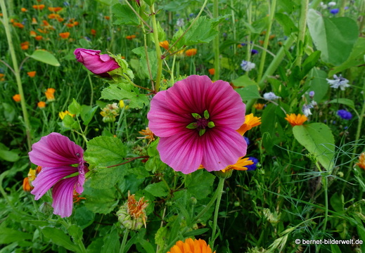 21-07-23-weinberge-hohenau-sommerwiese-065