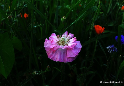 21-07-23-weinberge-hohenau-sommerwiese-079