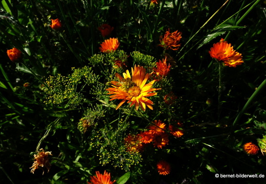 21-07-23-weinberge-hohenau-sommerwiese-090