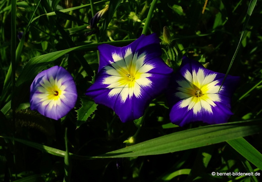 21-07-23-weinberge-hohenau-sommerwiese-092