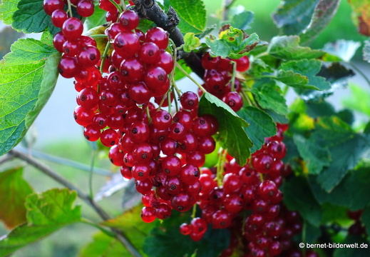 21-07-25-johannisbeeren-001