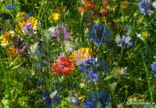 21-07-25-weinberge-hohenau-sommerwiese-collage-001