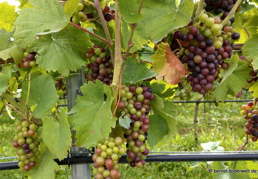 21-08-19-weinberge-rote trauben-