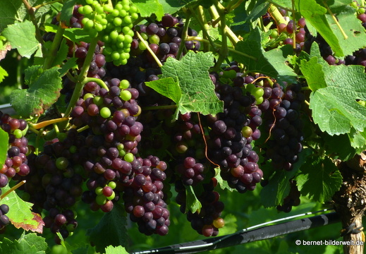 21-08-24-weinberge-rote trauben-