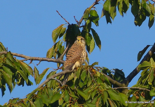 21-09-03-rittersbach-turmfalke-001