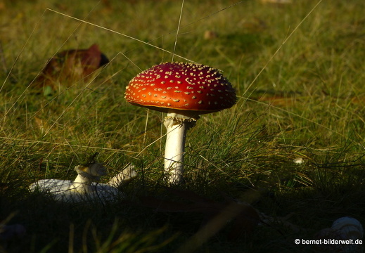 21-11-09-rheinstrasse-fliegenpilz-005