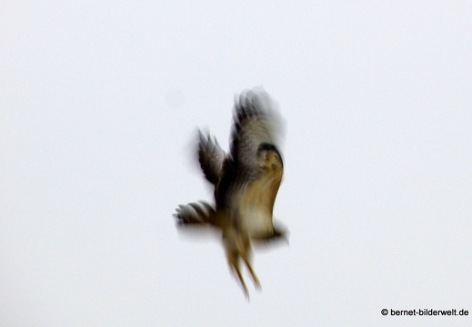 21-12-15-b3-bussard-008