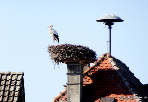 21-02-21-oberweier-storch-