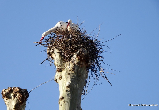 21-03-24-storchenpaar-006