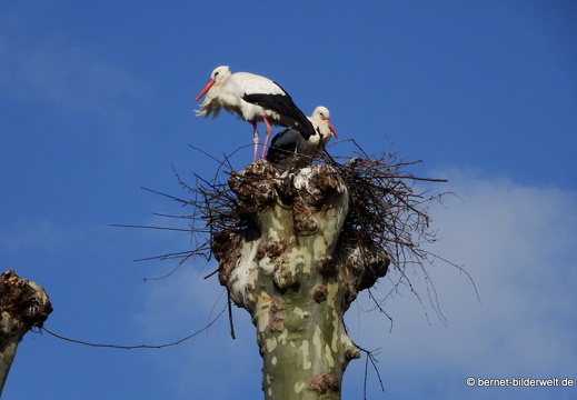 21-03-20-storchenpaar-012