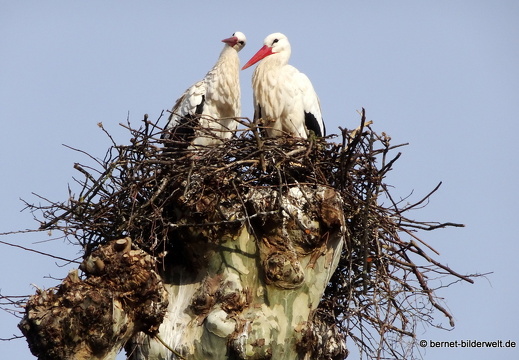 21-03-25-storchenpaar-