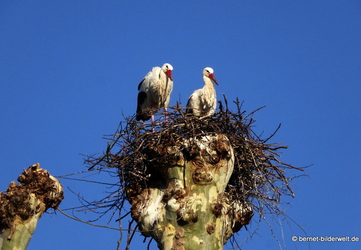 21-03-24-storchenpaar-020