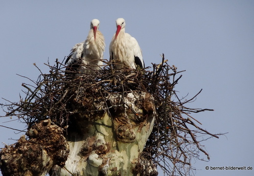 21-03-25-storchenpaar-002