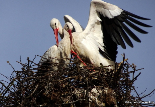 21-03-25-storchenpaar-013