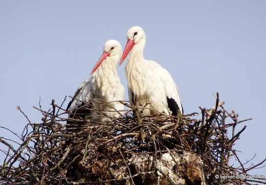 21-03-25-storchenpaar-012