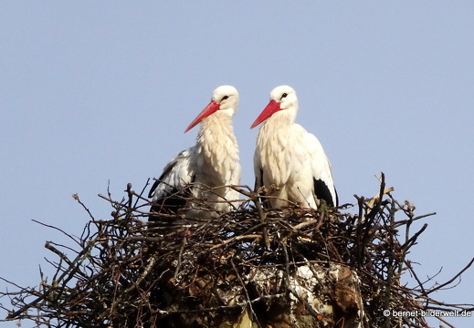 21-03-25-storchenpaar-007