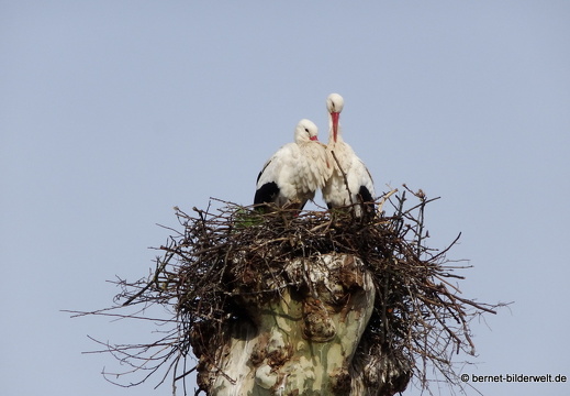 21-03-25-storchenpaar-018