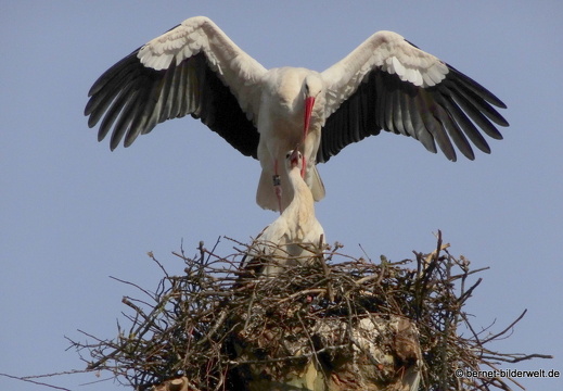 21-03-25-storchenpaar-014