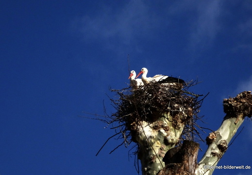 21-03-27-storchenpaar-004